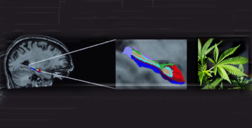 CogSci research published in Progress in Neuropsyc...